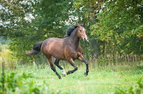 Beautiful warmblood horse running on the pasture
