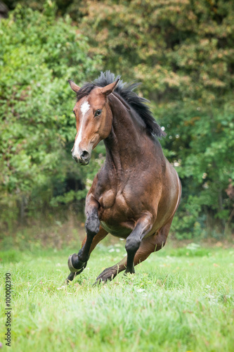 Powerfull warmblood horse running on the field in summer