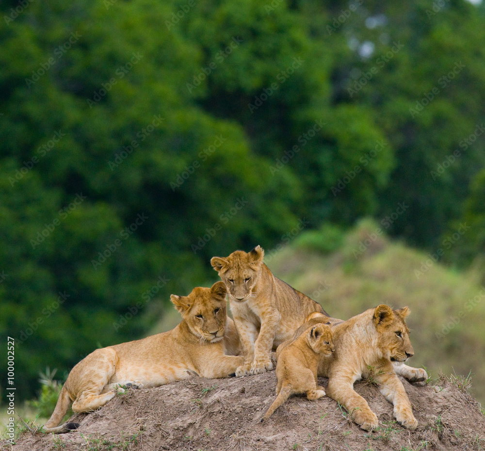 Group of young lions on the hill. National Park. Kenya. Tanzania. Masai Mara. Serengeti. An excellent illustration. Group of young lions on the hill. National Park. Kenya. Tanzania. Masai Mara. Serengeti. An excellent illustration.