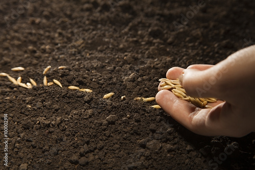 sowing weat
