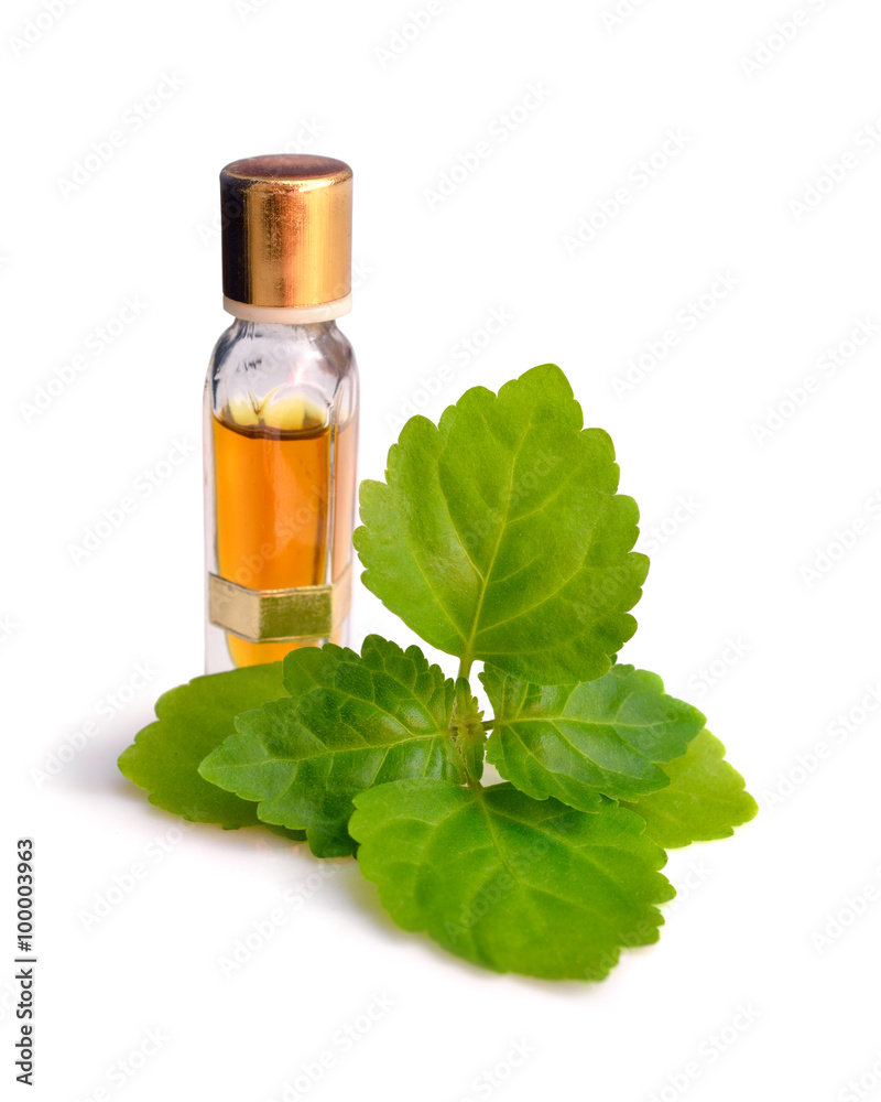 Patchouli sprig with essential oil. Patchouli sprig with essential oil.