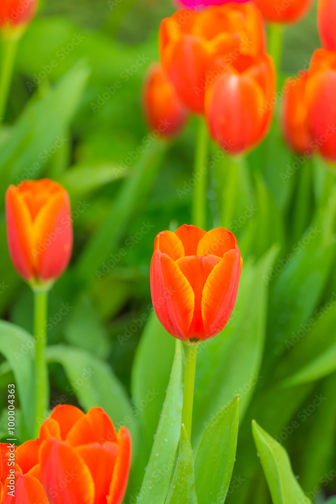 Tulip. Beautiful bouquet of tulips. colorful tulips. Tulip. Beautiful bouquet of tulips. colorful tulips.