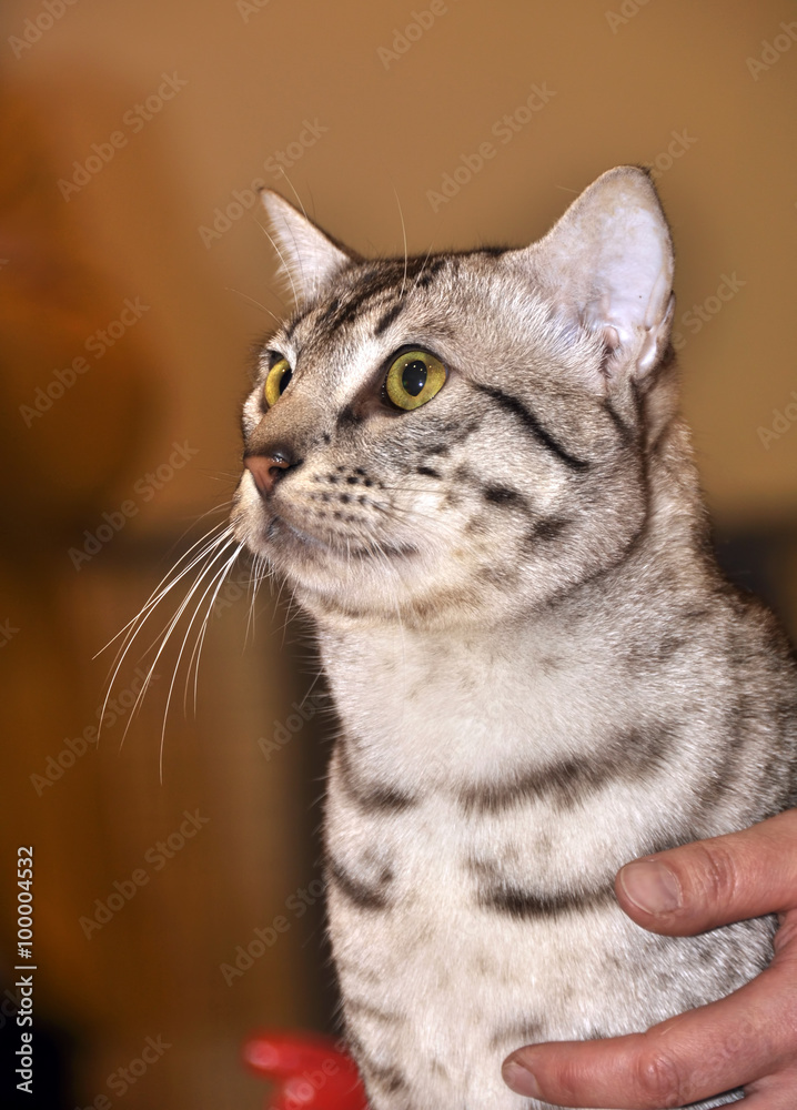Egyptian Mau breed cat with green eyes Egyptian Mau breed cat with green eyes