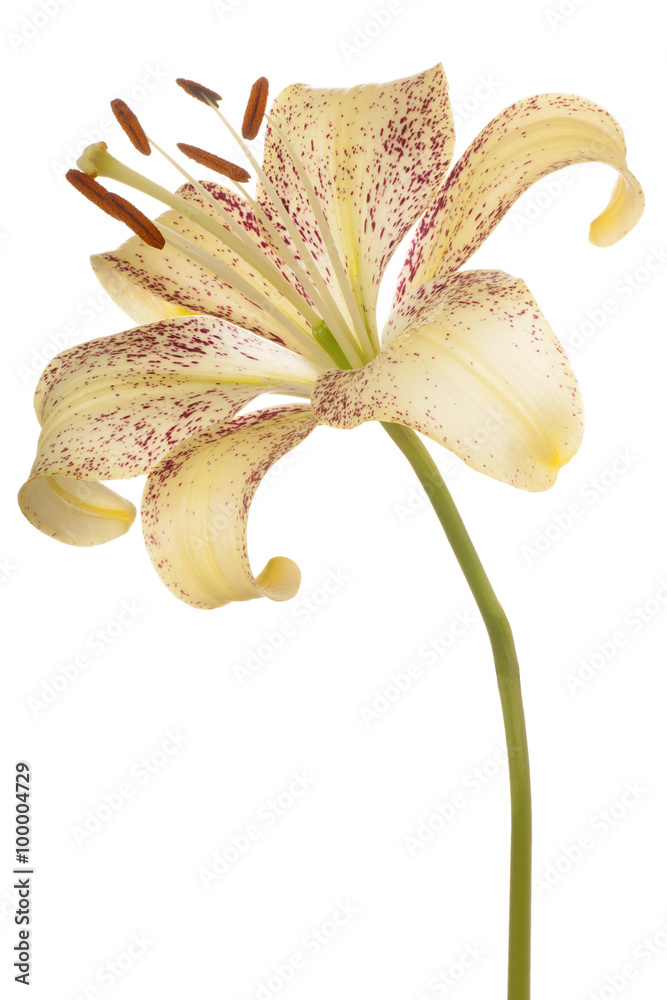Quadro su tela lily