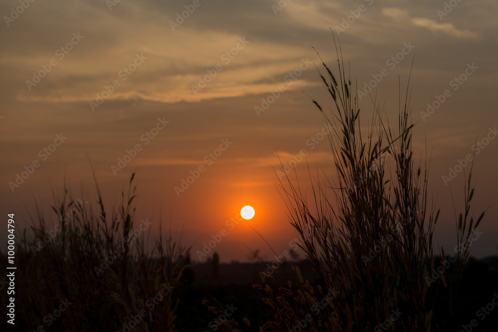 silhouette sunset of  grass flower clump in rural
