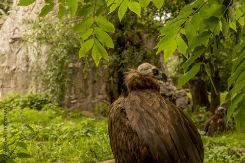 а black vulture on the background of rocks and trees