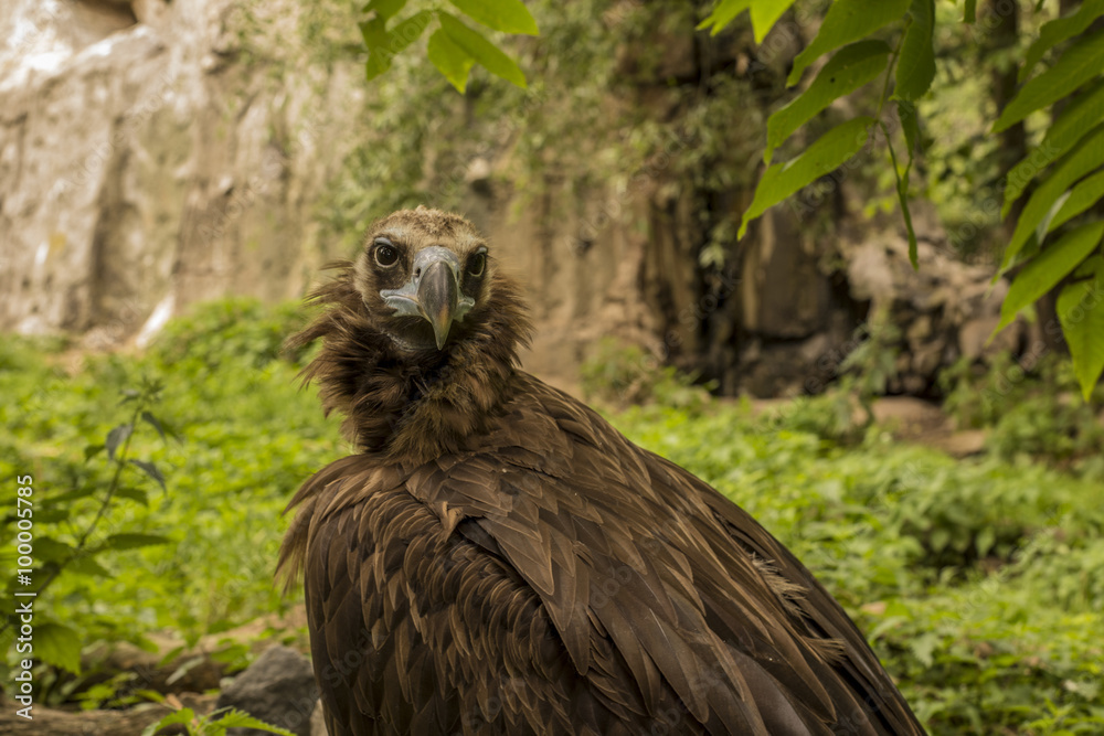 а black vulture on the background of rocks and trees а black vulture on the background of rocks and trees