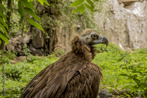    black vulture on the background of rocks and trees