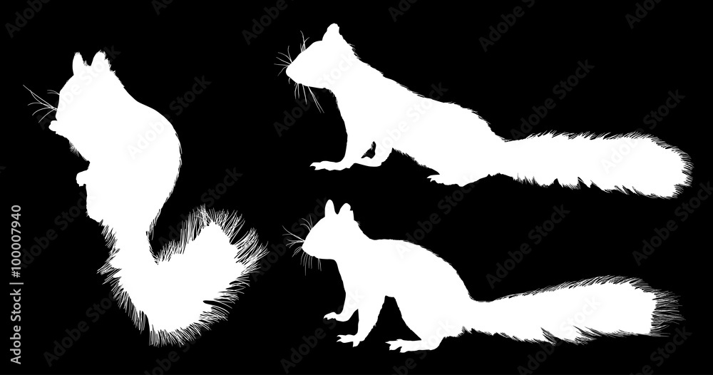 three white squirrels on black
