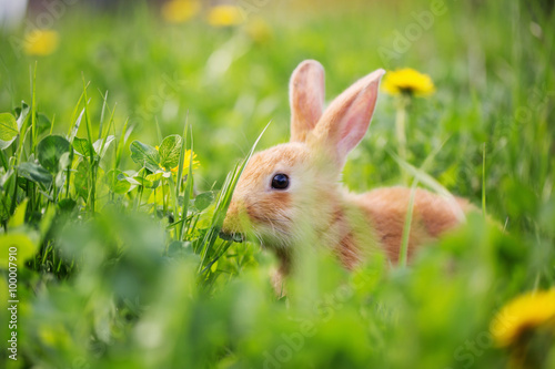 rabbit outdoor