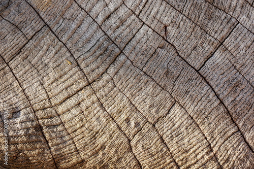 Weathered teak plank leaving interesting pattern texture.