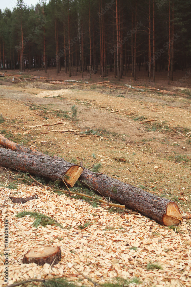 Environment, nature and deforestation forest concept - felling o Environment, nature and deforestation forest concept - felling o