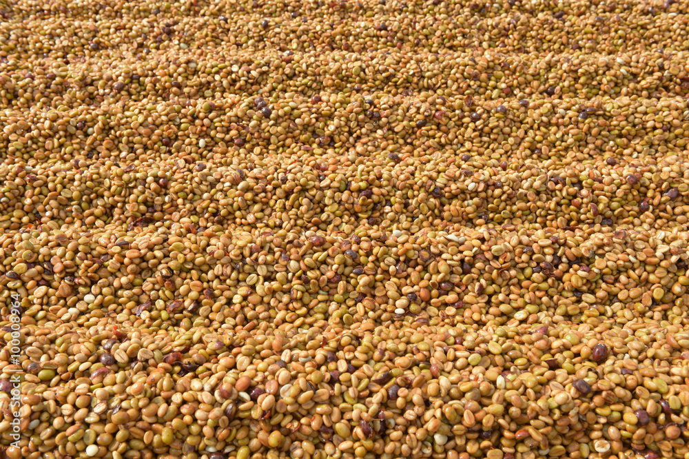 Coffee beans dried in the sun, Coffee beans raked out for drying prior to roasting Coffee beans dried in the sun, Coffee beans raked out for drying prior to roasting