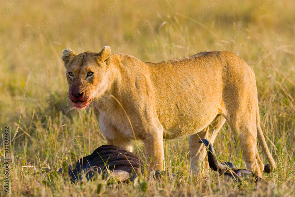 Lioness had just killed a wildebeest. Kenya. Tanzania. Maasai Mara. Serengeti. An excellent illustration. Lioness had just killed a wildebeest. Kenya. Tanzania. Maasai Mara. Serengeti. An excellent illustration.