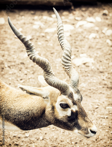Portrait of Blackbuck (Antilope cervicapra), natural scene photo