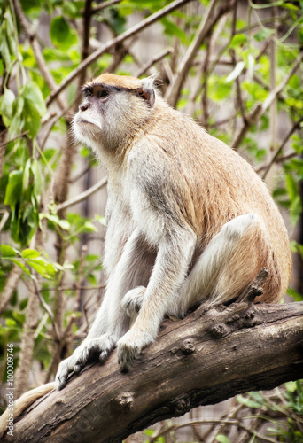 Patas monkey (Erythrocebus patas) sitting on the branch photo