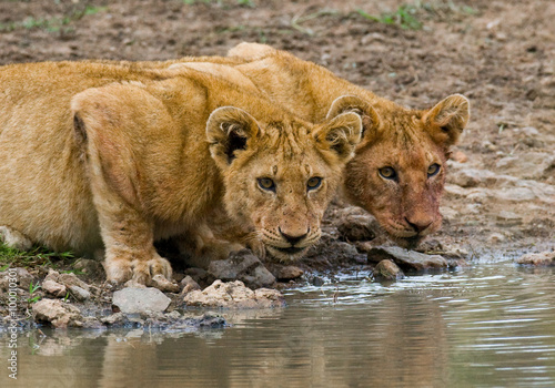 Young Lions at the watering. Kenya. Tanzania. Maasai Mara. Serengeti. An excellent illustration.