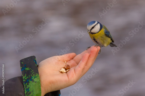 Blaumeise sitzt auf der Hand photo