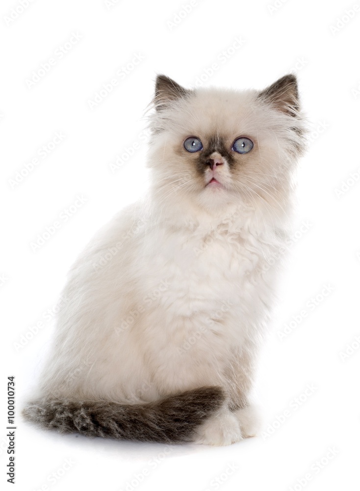 british longhair kitten