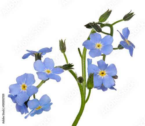 Fototapeta Naklejka Na Ścianę i Meble -  group of blue forget-me-not flowers isolated on white