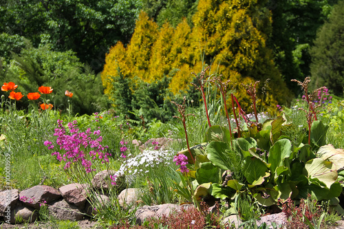 beautiful Alpine hill in the summer with botanical plants