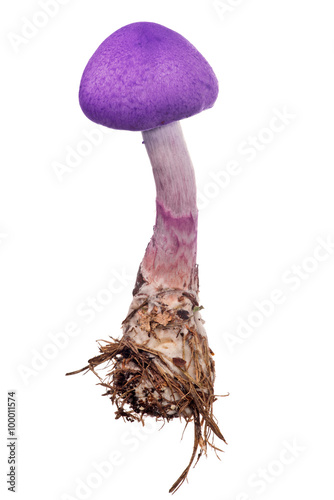 isolated small lilac mushroom