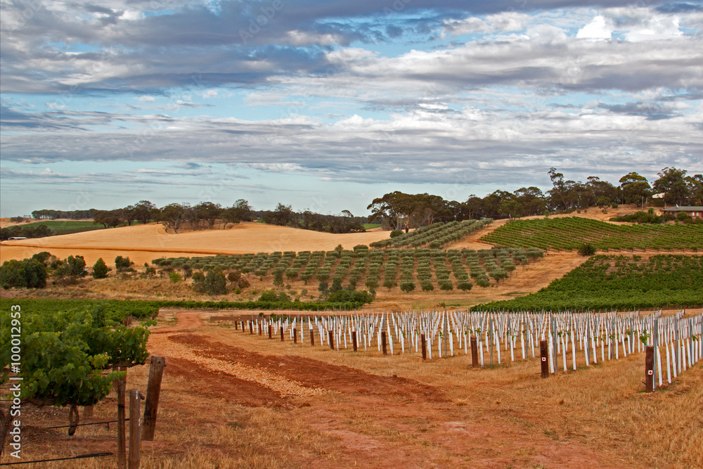 Barossa Valley Vineyards and groves in Marananga South Australia Barossa Valley Vineyards and groves in Marananga South Australia