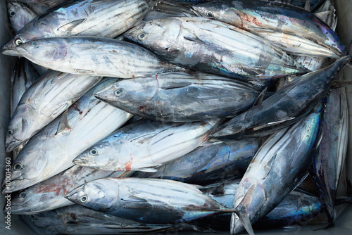 Longtail tuna, box of fresh fish © pavel1964