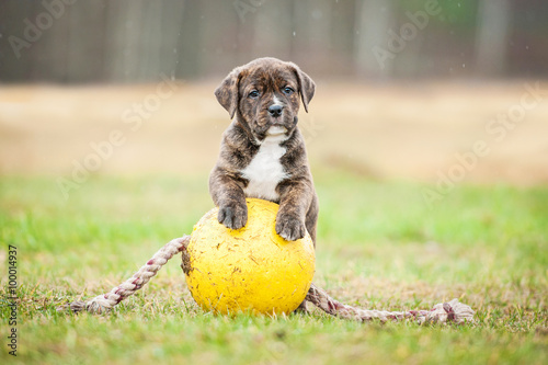 American staffordshire terrier puppy playing with a ball photo