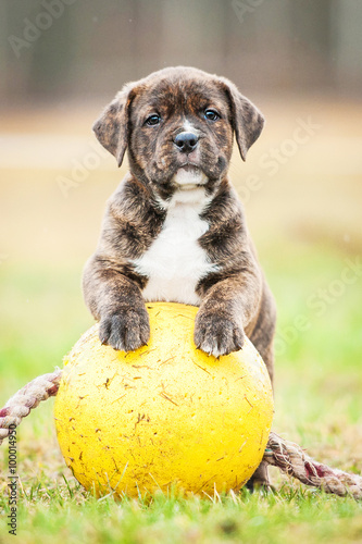 American staffordshire terrier puppy with a ball photo