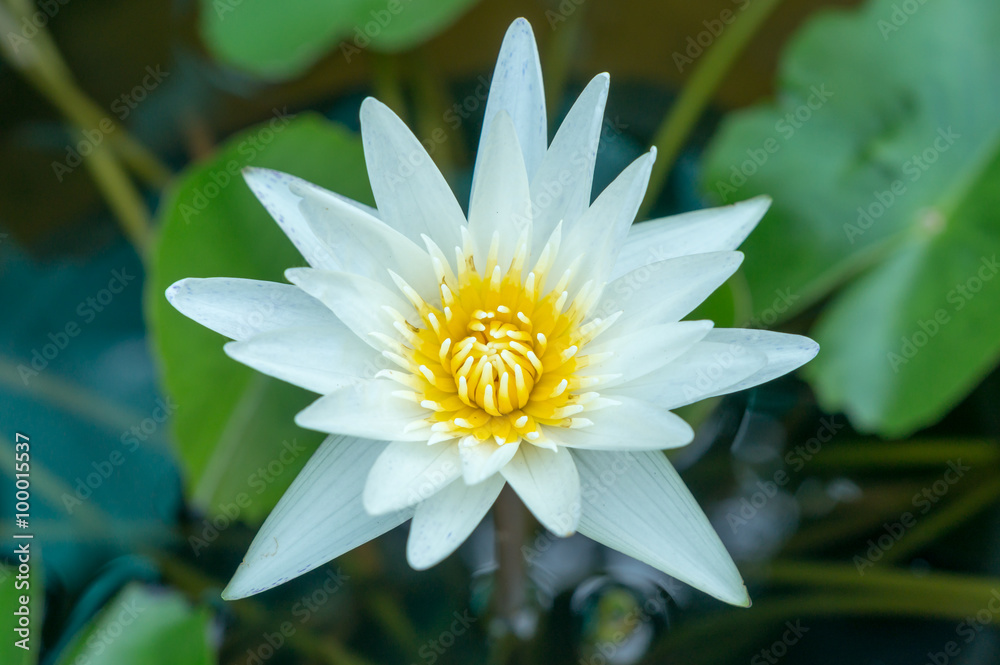 White Lotus flower in pond White Lotus flower in pond