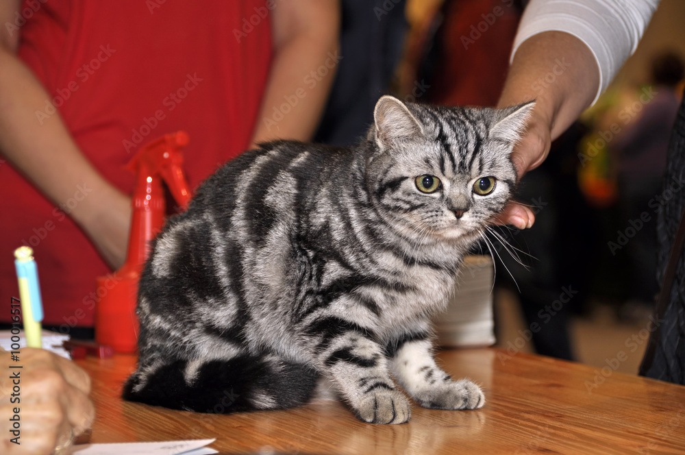 British Shorthair cat with the classic tabby markings. British Shorthair in exhibition. Stock
