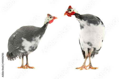 Tela Guinea fowl