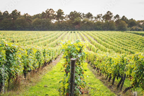 Dans les vignes