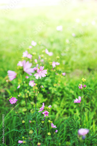 Fleurs Mauves