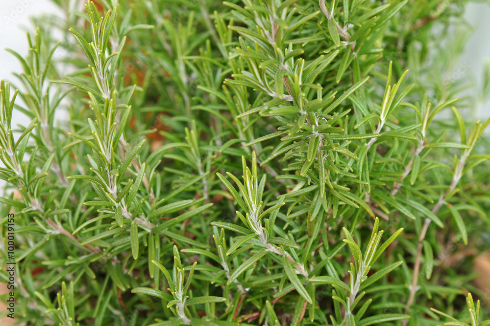 Φωτογραφία Closeup photo of herbal plant, home grown Rosemary