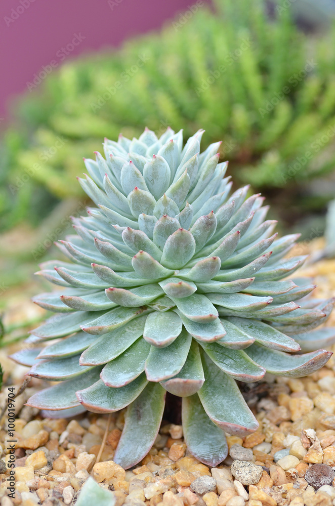 Miniature succulent plants Miniature succulent plants