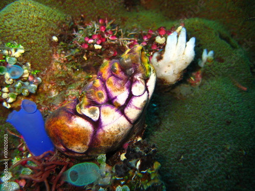 Seescheide photo