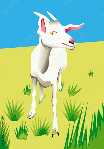 Chèvre dans son champs