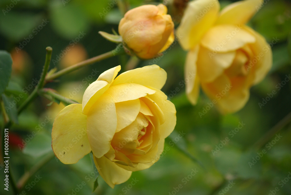 Rose in the garden Rose in the garden