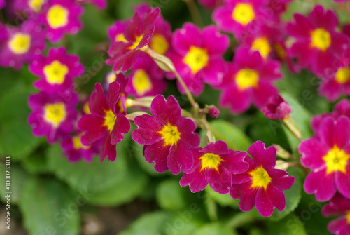 Spring flower bed - primula elatior