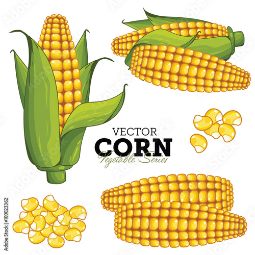 Corn Isolated on White Background, Vector.