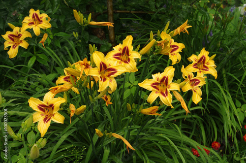 Daylily in the garden photo