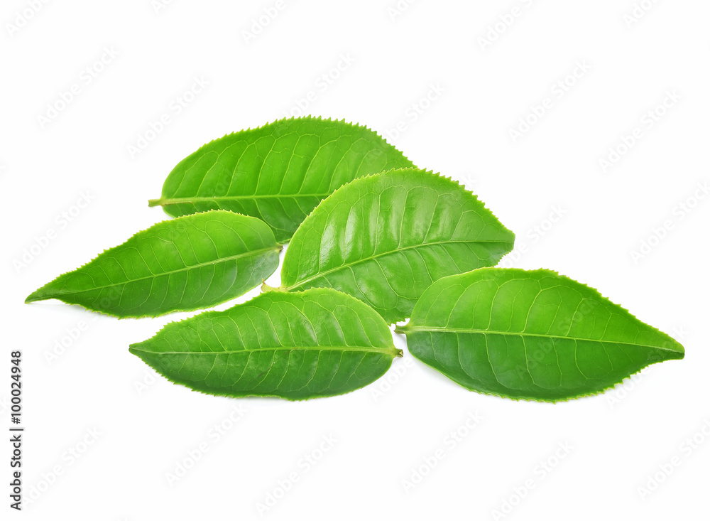 Fototapeta premium green tea leaf isolated on white background