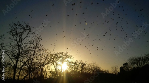 tramonto con uccelli