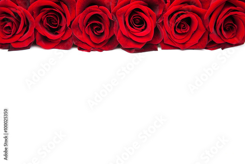 Fresh Red roses