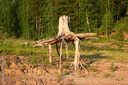 Old snag 2.