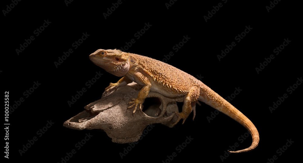Pogona vitticeps on Black background Pogona vitticeps on Black background