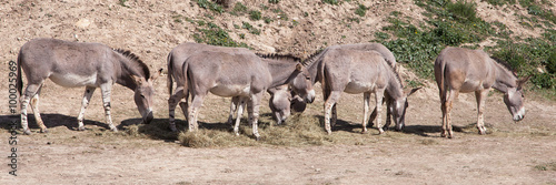 Herd of Somali wild asses