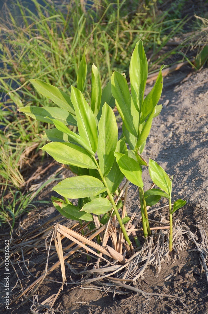 Fototapeta premium green ginger tree in nature garden
